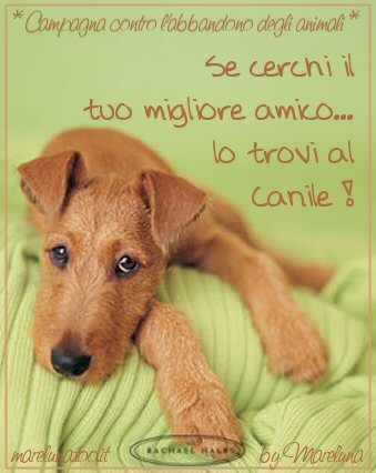 http://www.laspiaggiadeisogni.it/postcards/mare_cani2.jpg